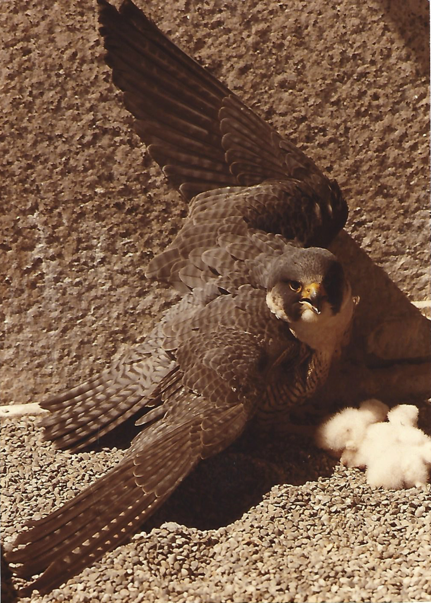 Photo of Scarlett taken by John Barber, USF&G employee